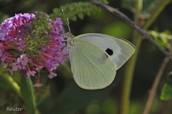 Großer Kohlweißling (Pieris brassicae)